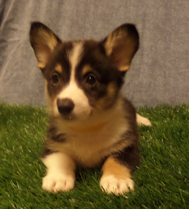 CORGI OWNER: Guthrie in Clarksville, TN - Click Image to Close